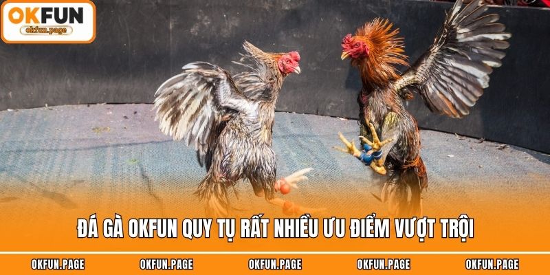 Đá gà OKFUN quy tụ rất nhiều ưu điểm vượt trội