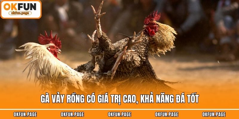 Gà vảy rồng có giá trị cao, khả năng đá tốt